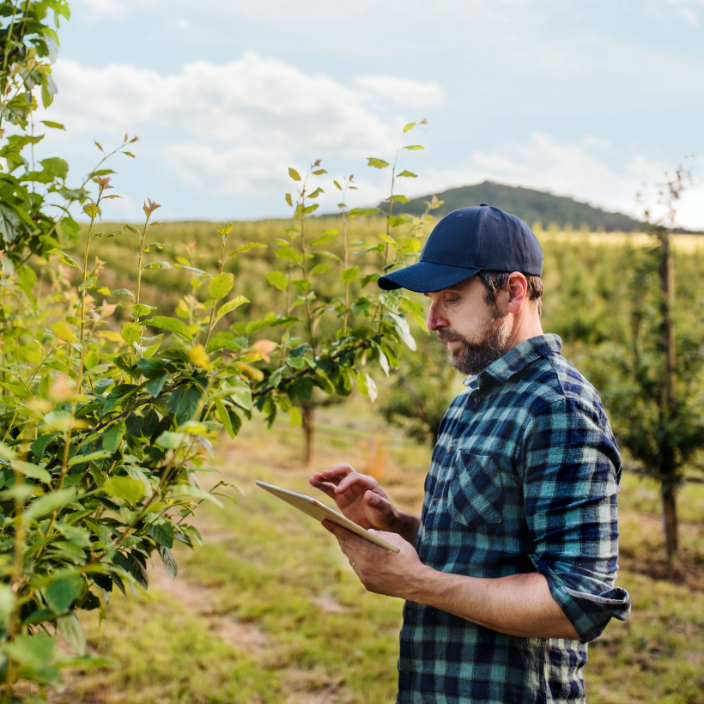An almond grower looking at an ipad in his orchard