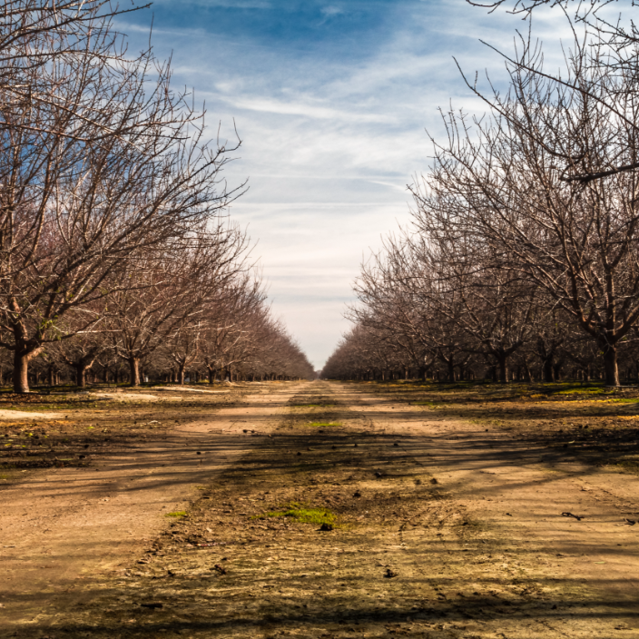 Looking down the row of an orchard in the winter